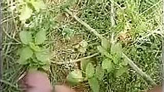 Dasi cumshoot part-2 in jungal